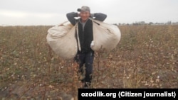 Uzbekistan - Cotton 2018